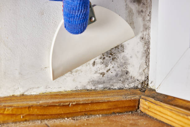 Trusted New Palestine, IN Mold Removal Experts
